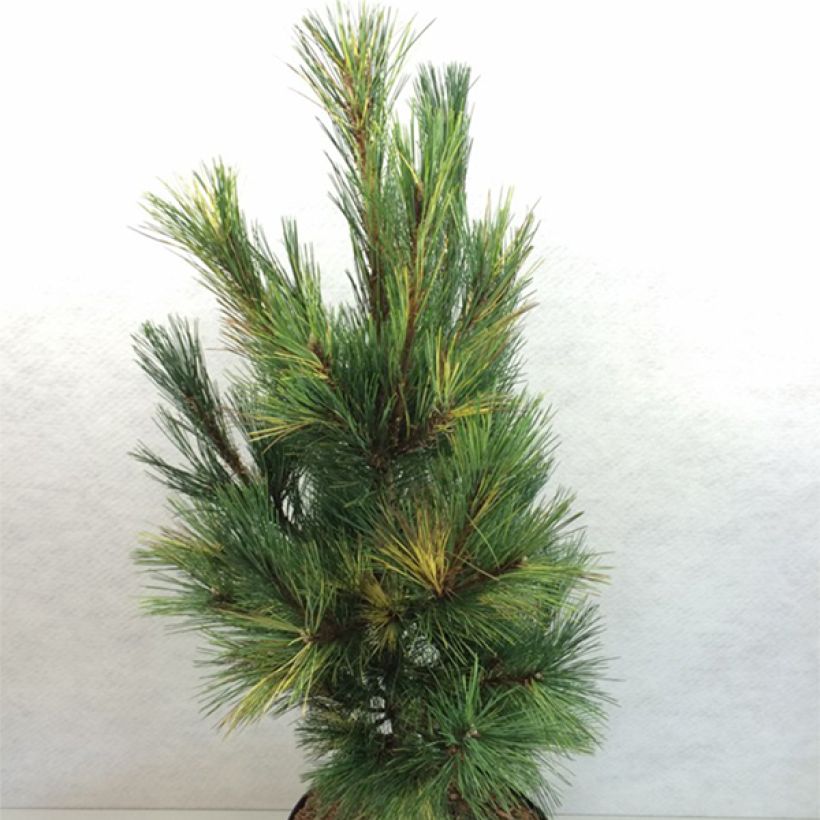Pinus peuce Aureovariegata - Macedonian Pine (Plant habit)