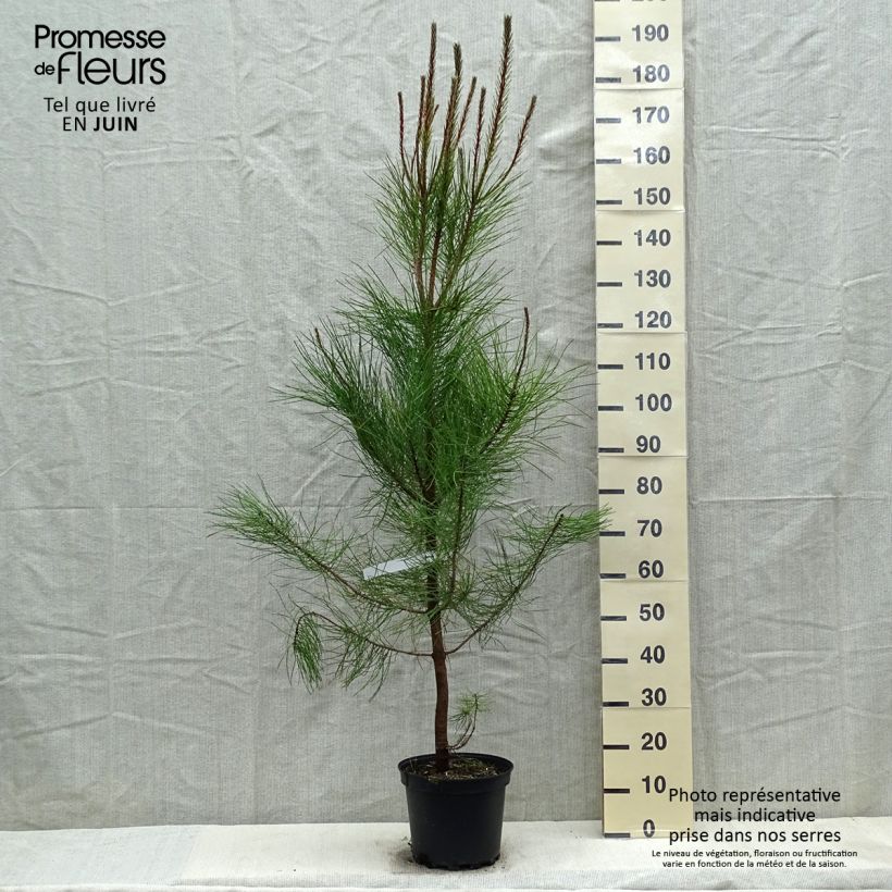 Pinus pinaster - Maritime pine sample as delivered in spring
