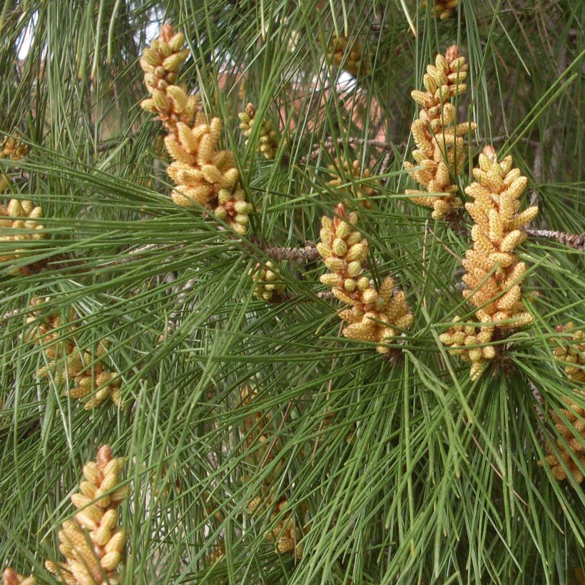 Pinus pinea - Umbrella pine (Foliage)