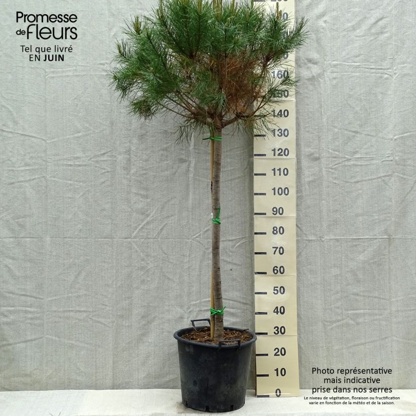 Pinus pinea - Umbrella pine sample as delivered in spring