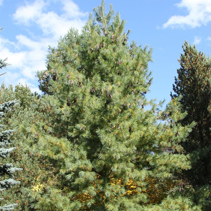 Pinus x schwerinii (Plant habit)