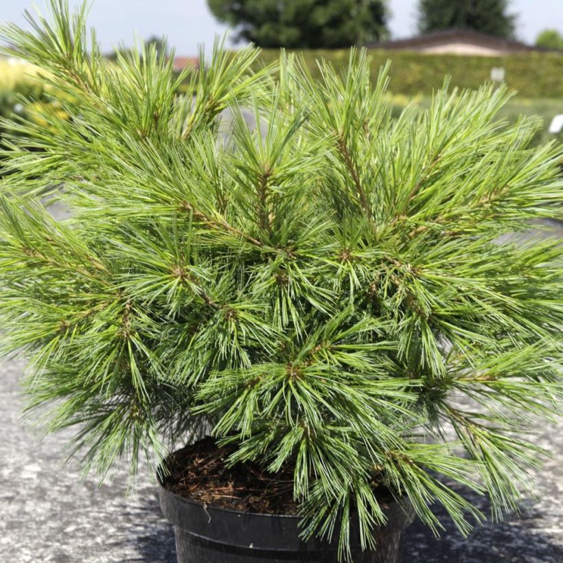 Pinus strobus Minima - Eastern White Pine (Plant habit)