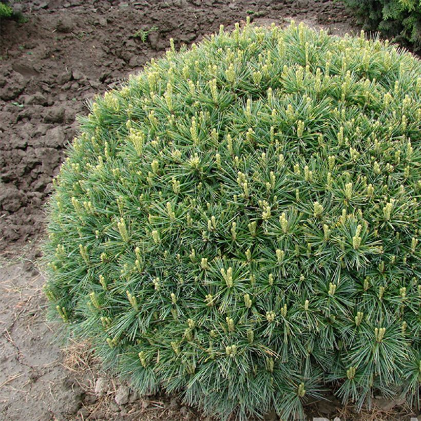 Dwarf Weymouth Pine - Pinus strobus Minuta (Plant habit)