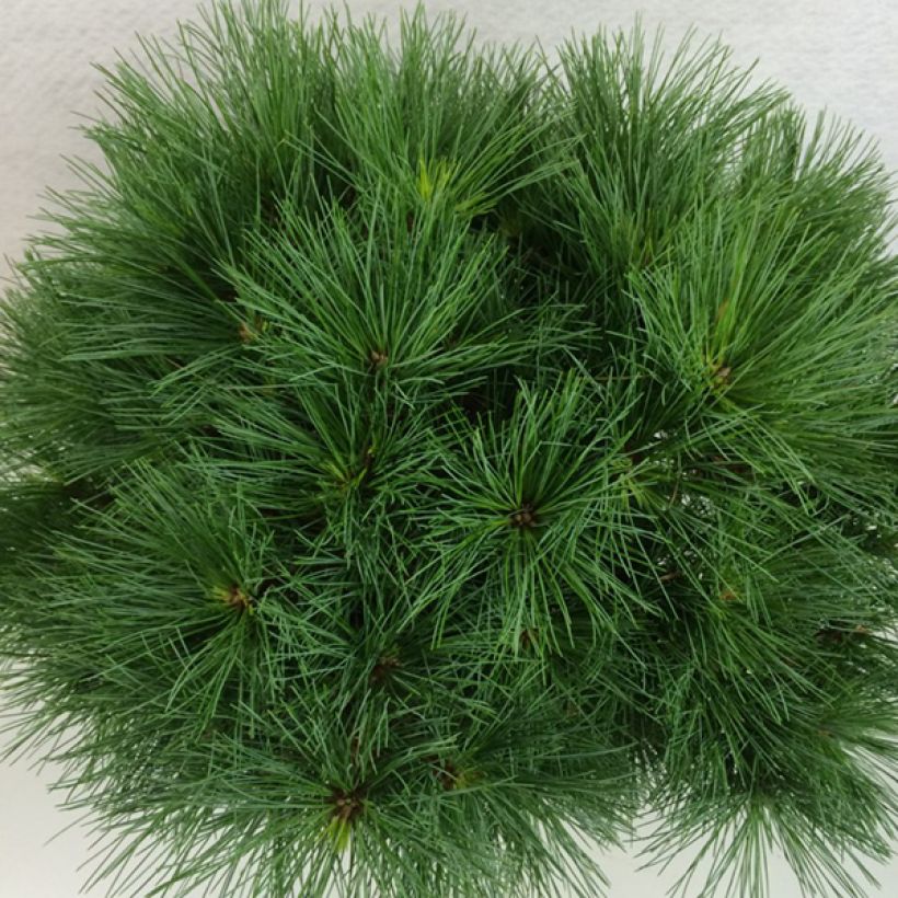 Pinus strobus Ontario - Eastern White Pine (Foliage)