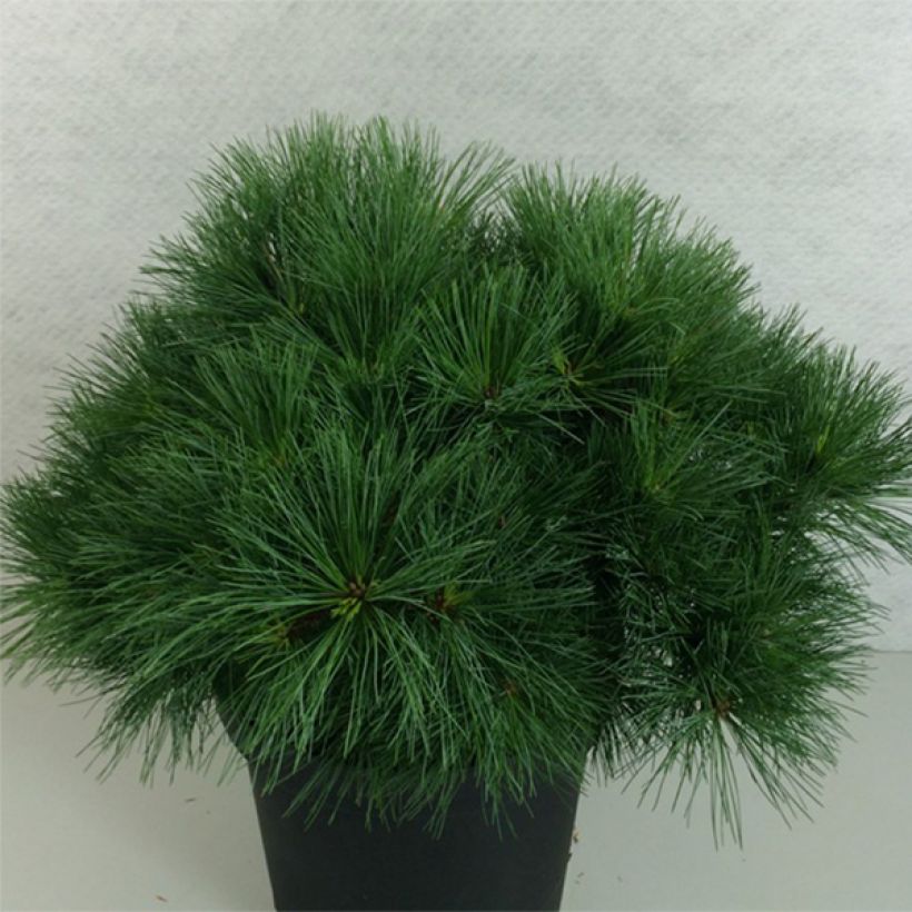 Pinus strobus Ontario - Eastern White Pine (Plant habit)