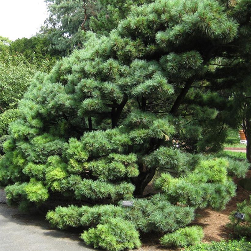 Pinus strobus Radiata - Eastern White Pine (Plant habit)