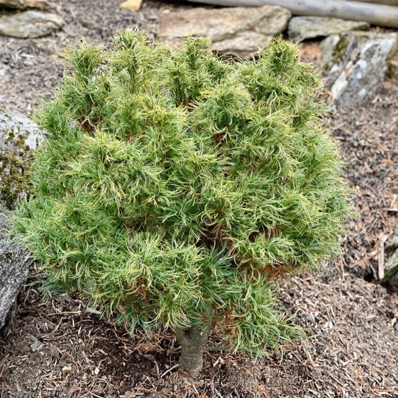 Pinus strobus Tiny Kurls - Eastern White Pine (Plant habit)