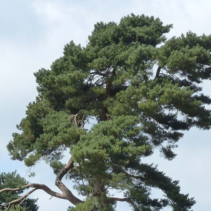 Pinus sylvestris - Scots Pine (Foliage)