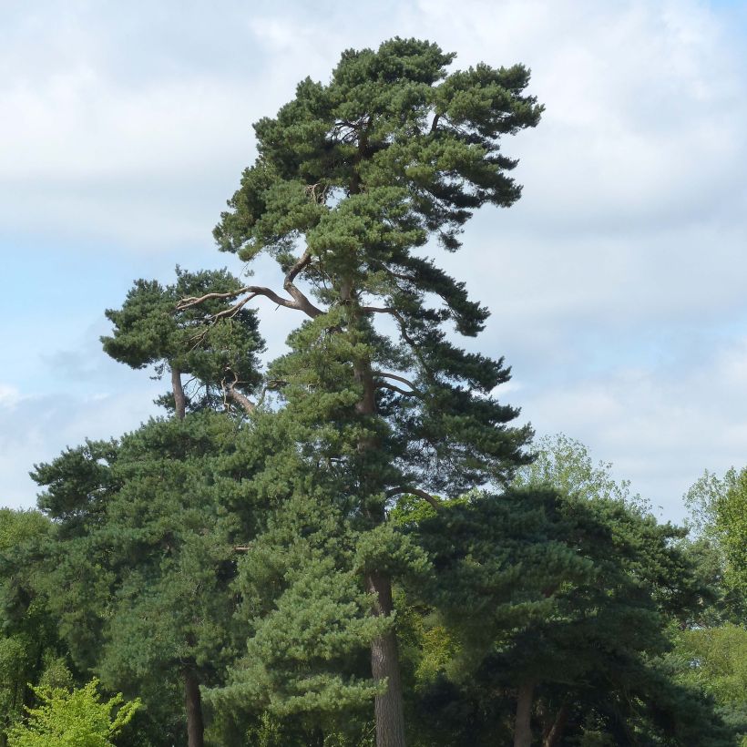 Pinus sylvestris - Scots Pine (Plant habit)