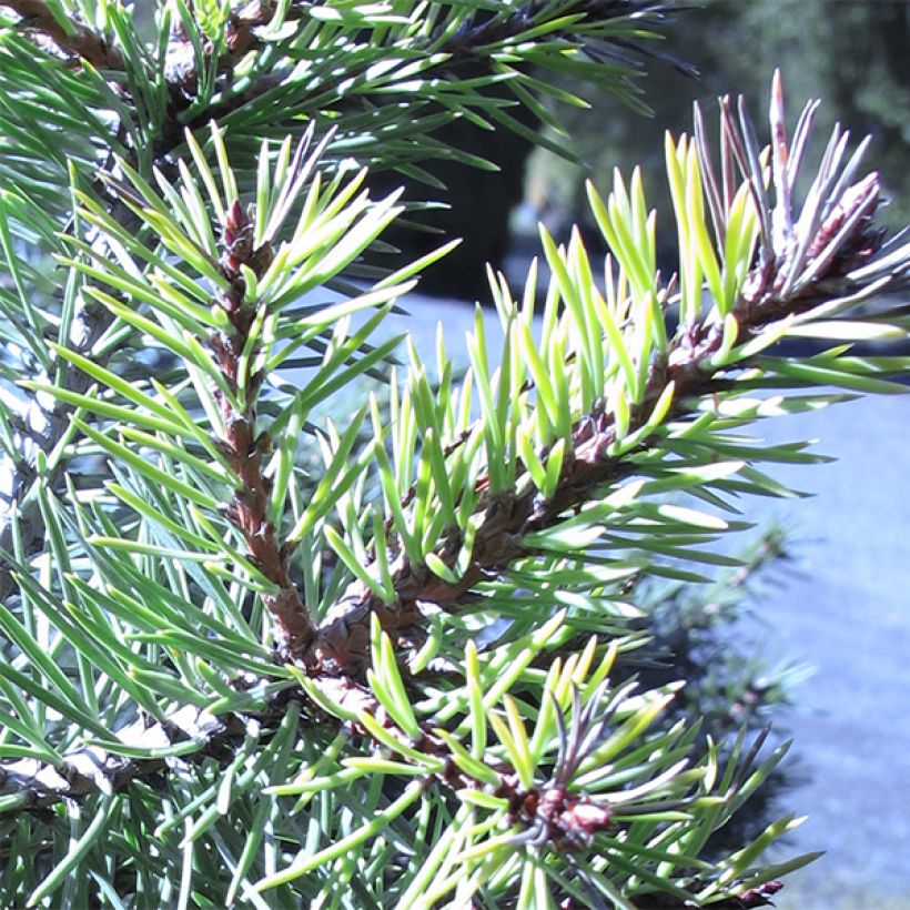 Pinus sylvestris Doone Valley - Scots Pine (Foliage)