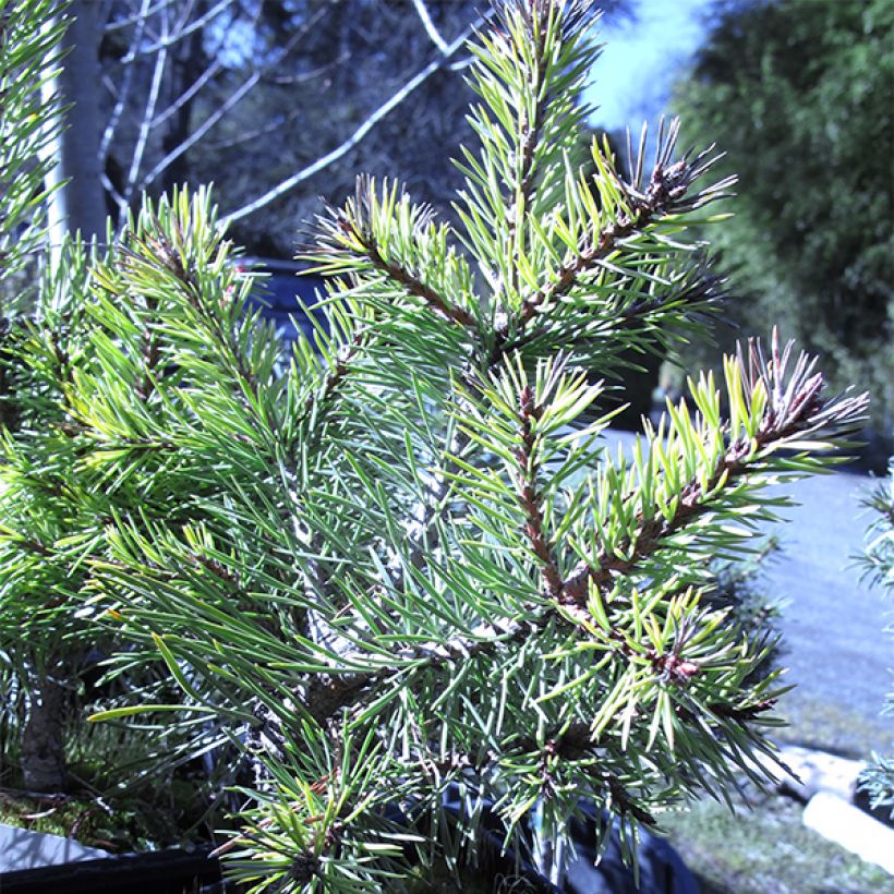 Pinus sylvestris Doone Valley - Scots Pine (Plant habit)