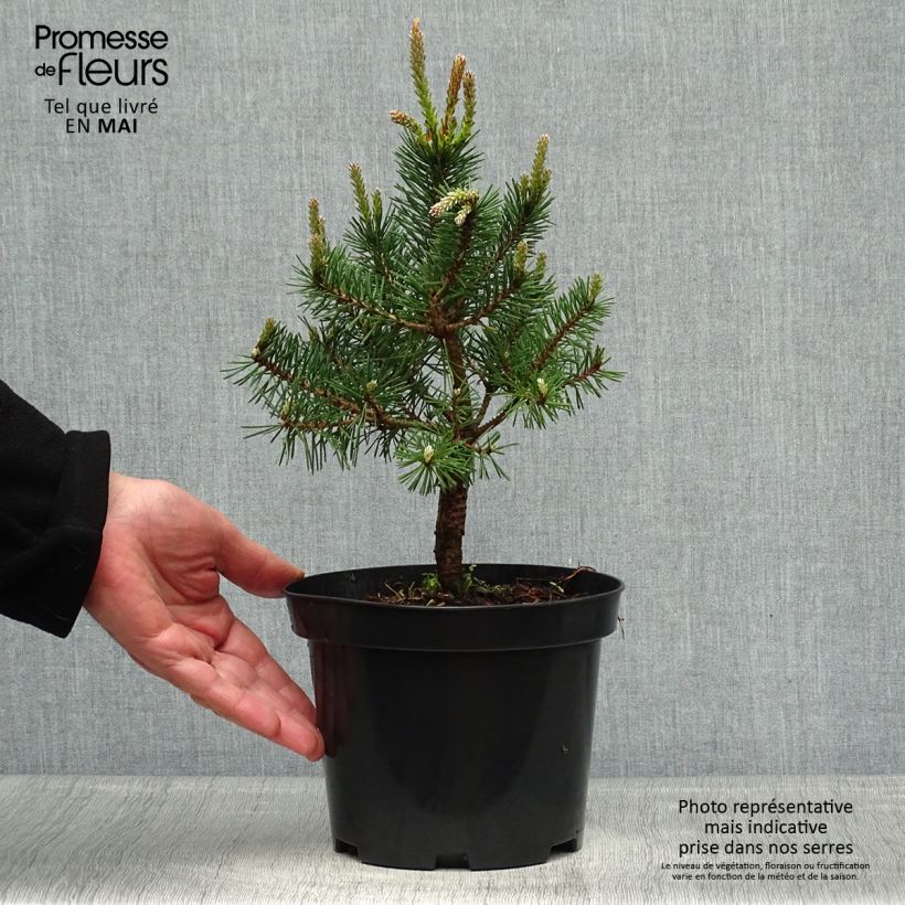 Pinus sylvestris Sandringham - Scots Pine sample as delivered in spring