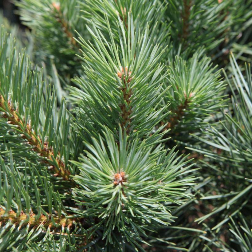 Pinus sylvestris Watereri - Scots Pine (Foliage)