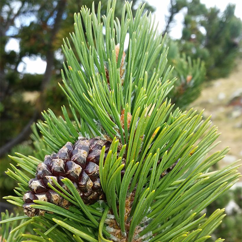 Pinus mugo subsp. uncinata Kladská - Dwarf Mountain Pine (Foliage)
