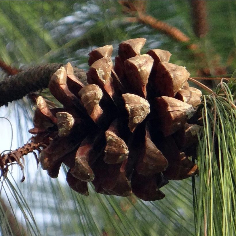Pinus wallichiana - Bhutan Pine (Harvest)