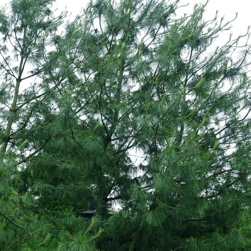 Pinus wallichiana - Bhutan Pine (Plant habit)