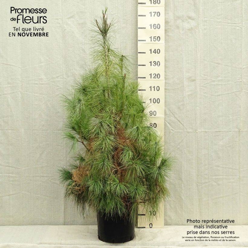 Pinus wallichiana en pot de 18L/20L sample as delivered in autumn