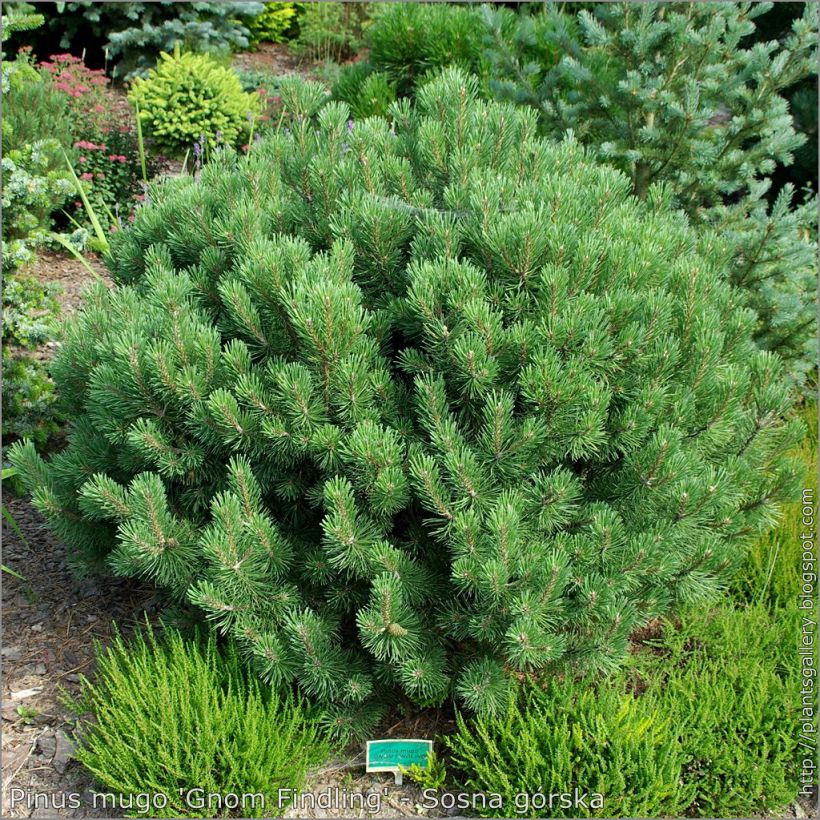 Pinus mugo Gnom - Dwarf Mountain Pine (Plant habit)