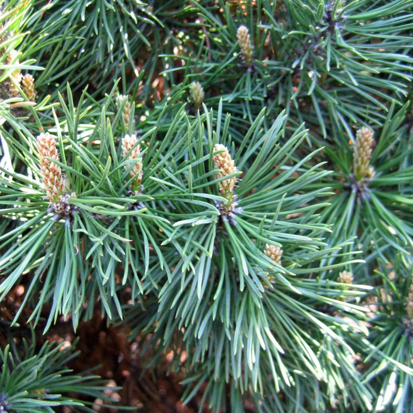 Pinus mugo Gnom - Dwarf Mountain Pine (Harvest)