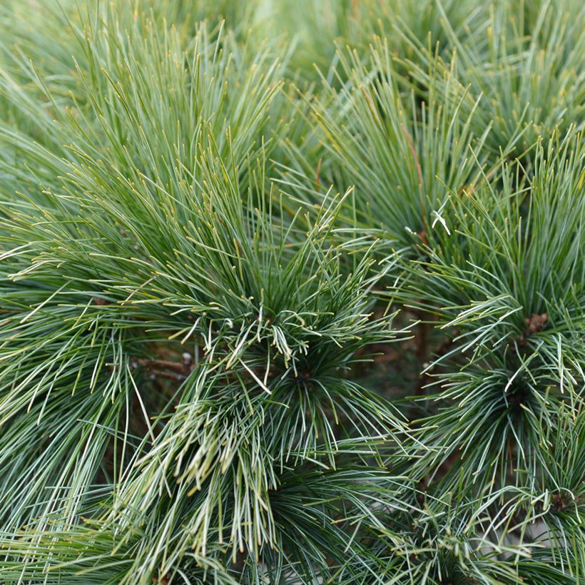 Pinus strobus Radiata - Eastern White Pine (Foliage)