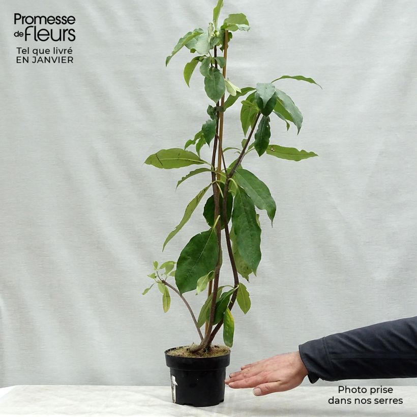 Pittosporum daphniphylloides Pot de 2L/3L sample as delivered in winter