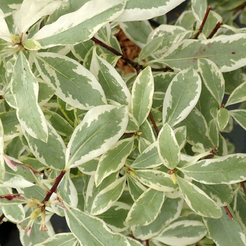 Pittosporum eugenoides Variegatum (Foliage)