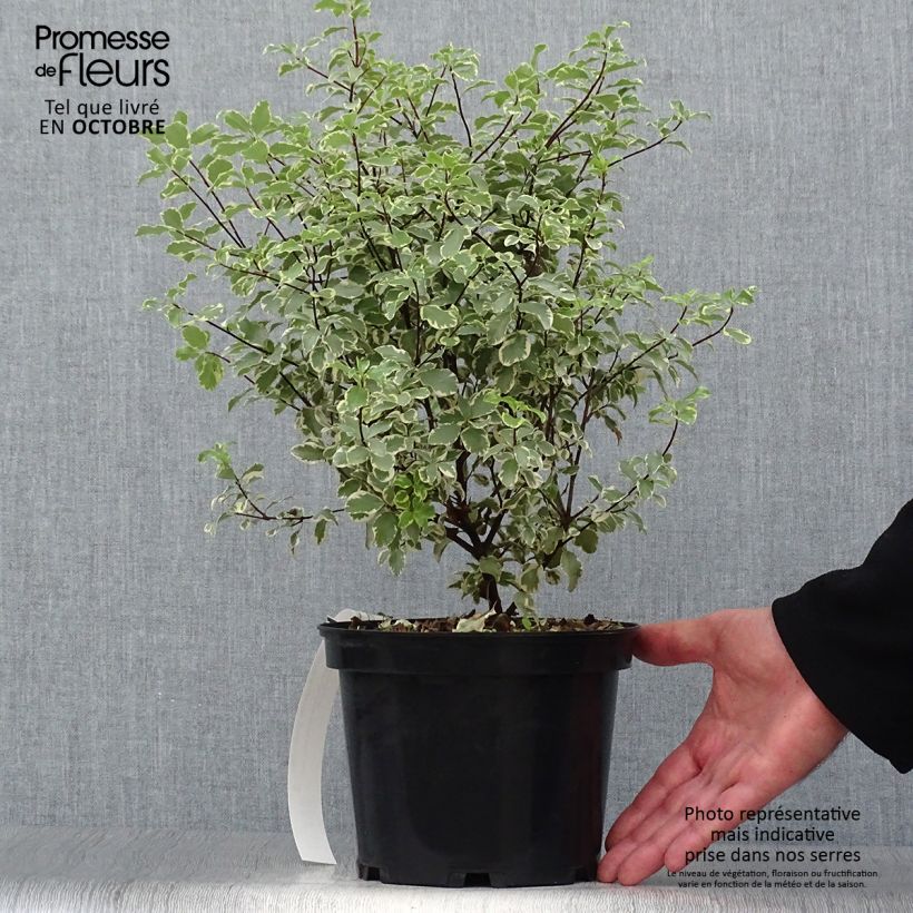 Pittosporum eugenoides Variegatum Pot de 3L/4L sample as delivered in autumn