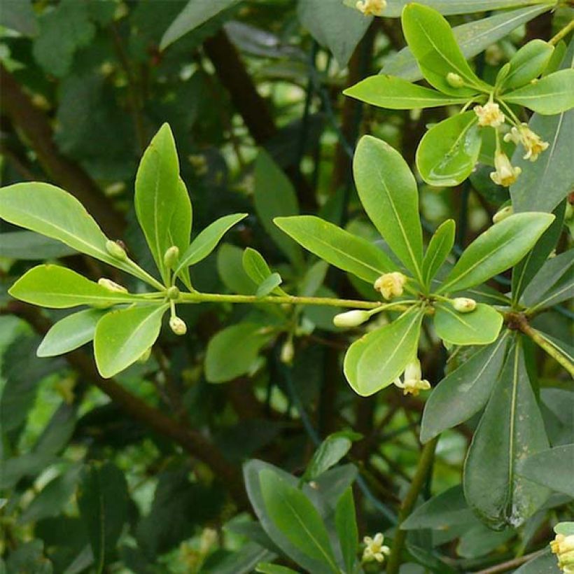 Pittosporum heterophyllum (Foliage)
