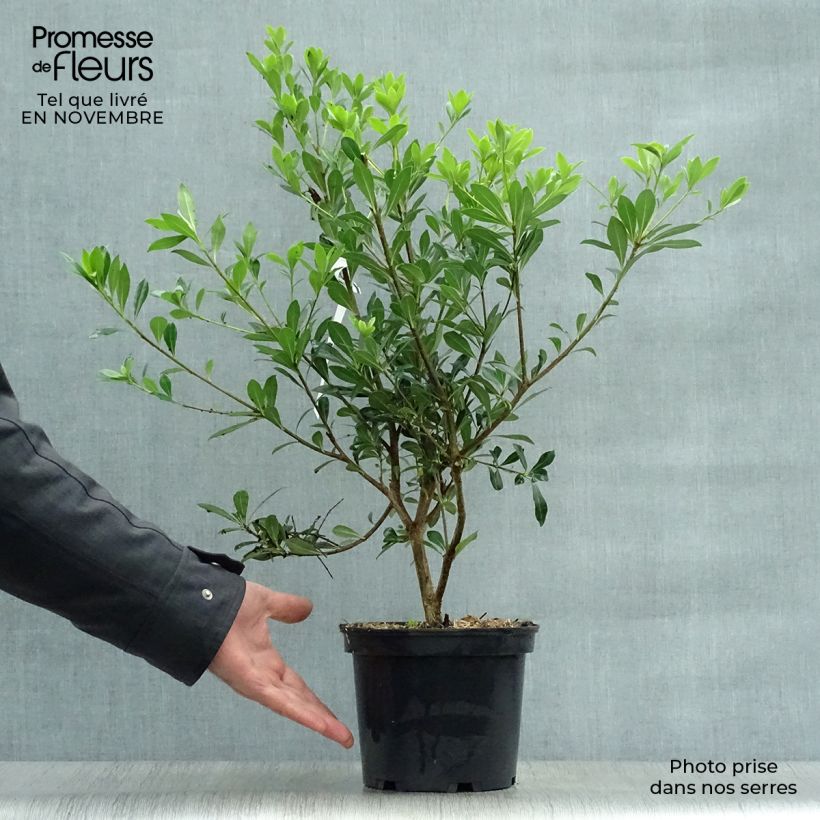 Pittosporum heterophyllum - Oranger de Chine Pot de 2L/3L sample as delivered in autumn