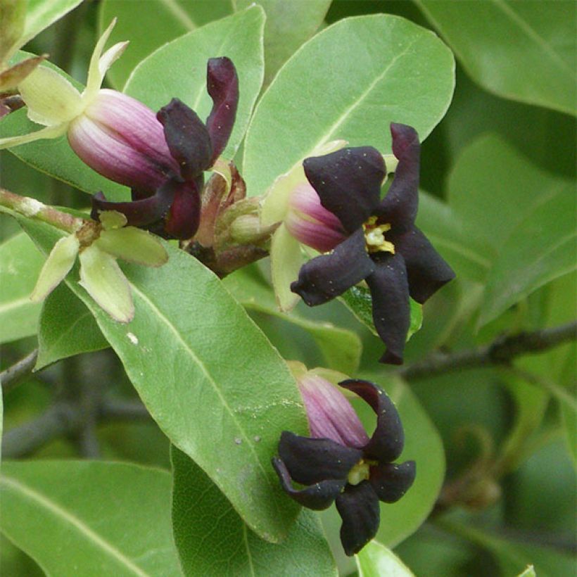 Pittosporum tenuifolium - Kohuhu (Flowering)