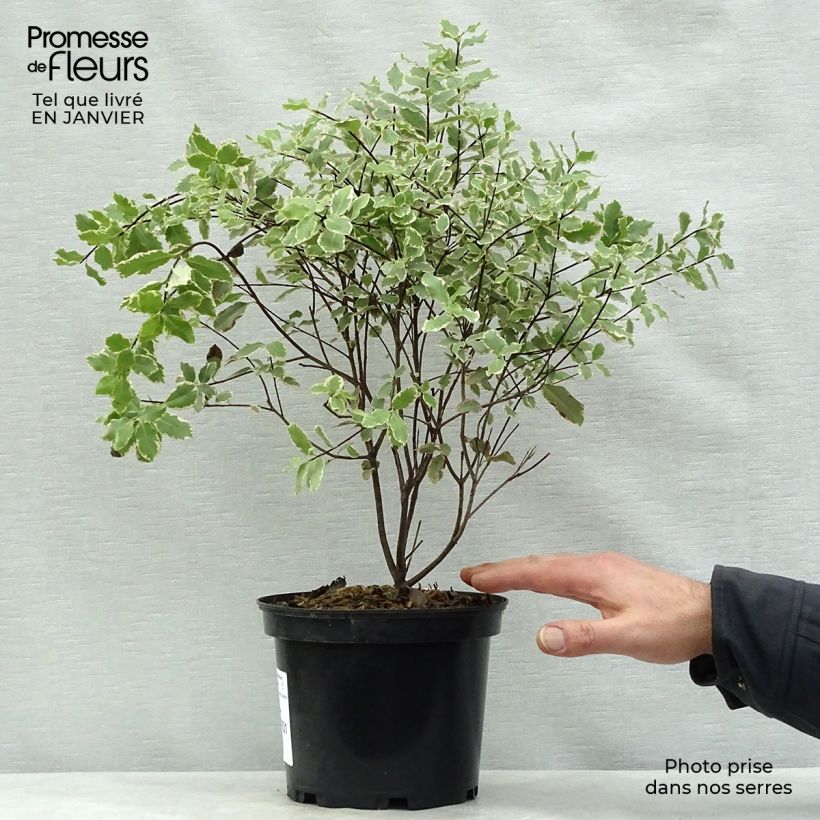 Pittosporum tenuifolium Elisabeth Pot de 2L/3L sample as delivered in winter