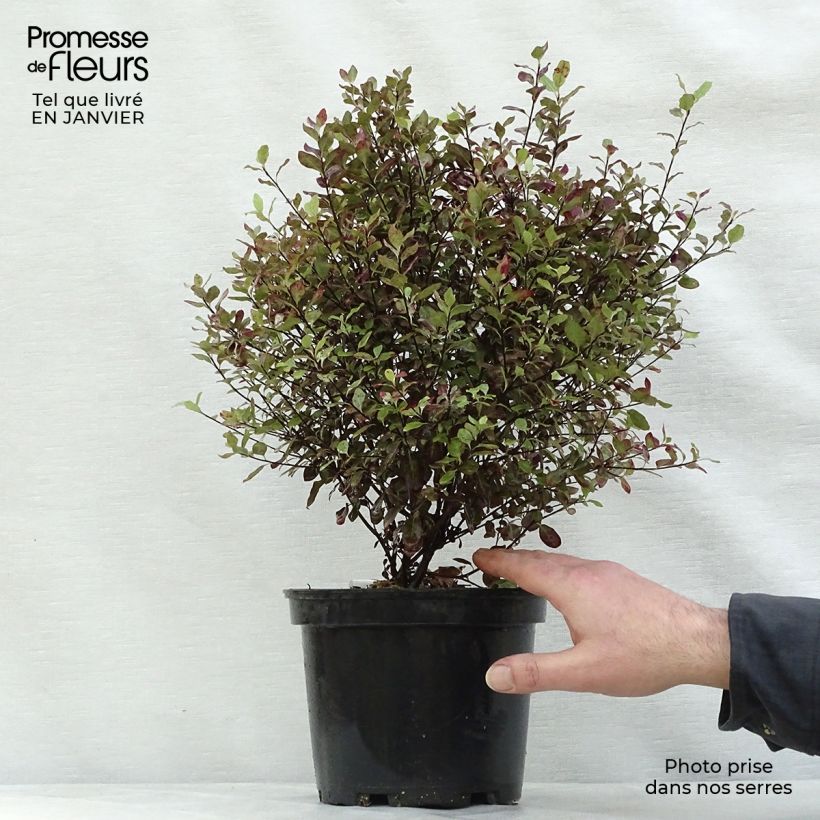 Pittosporum tenuifolium Emerald Dome Pot de 2L/3L sample as delivered in winter