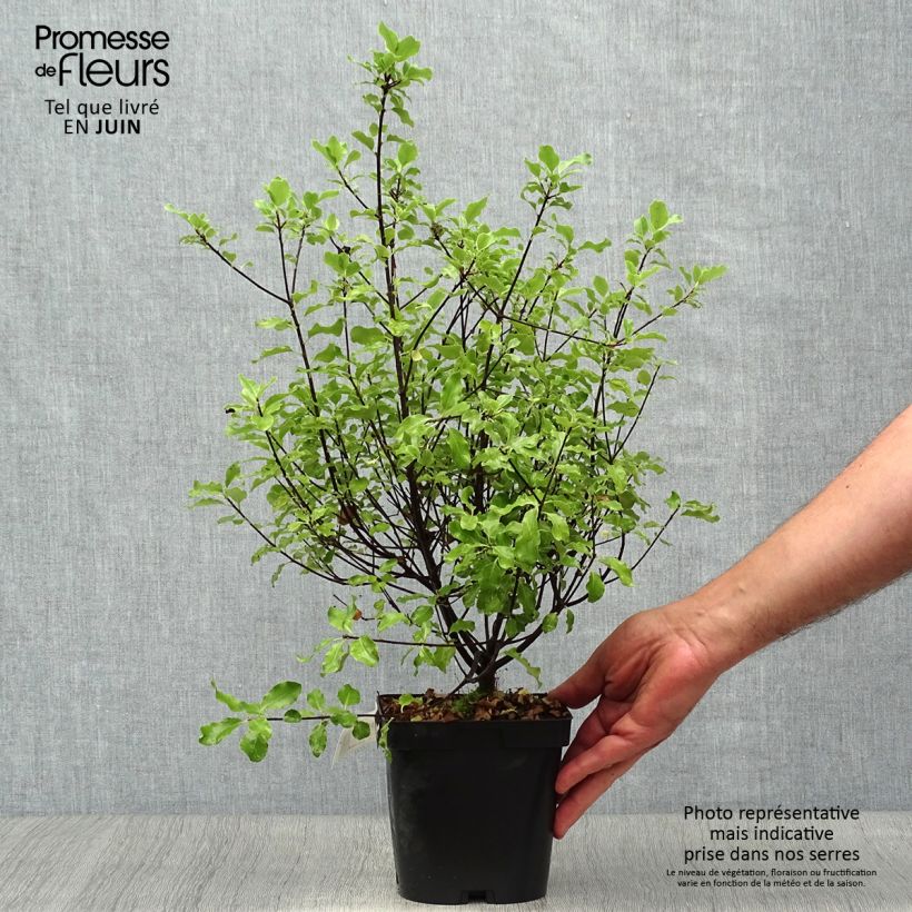 Pittosporum tenuifolium Emerald Dome - Kohuhu 2L/3L pot sample as delivered in summer