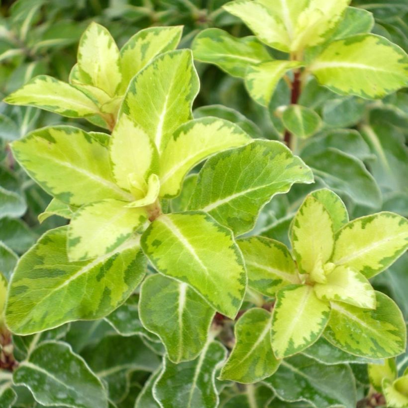Pittosporum tenuifolium Gold Star - Kohuhu (Foliage)