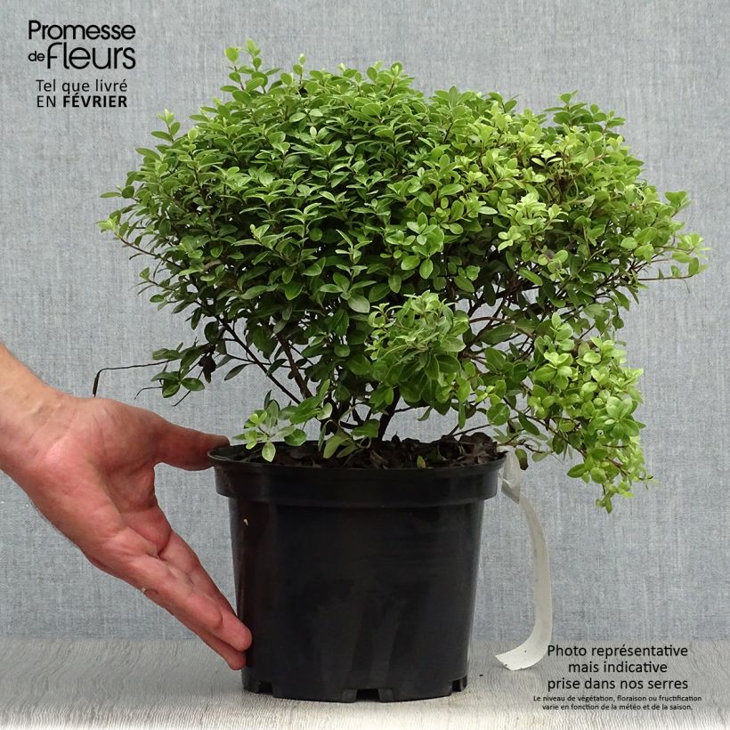 Pittosporum tenuifolium Golf ball - Pittosporum à petites feuilles Pot de 2L/3L sample as delivered in autumn