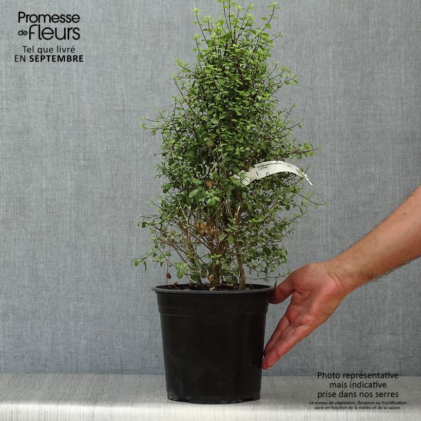 Pittosporum tenuifolium Green Elf en pot de 4l/5l sample as delivered in autumn