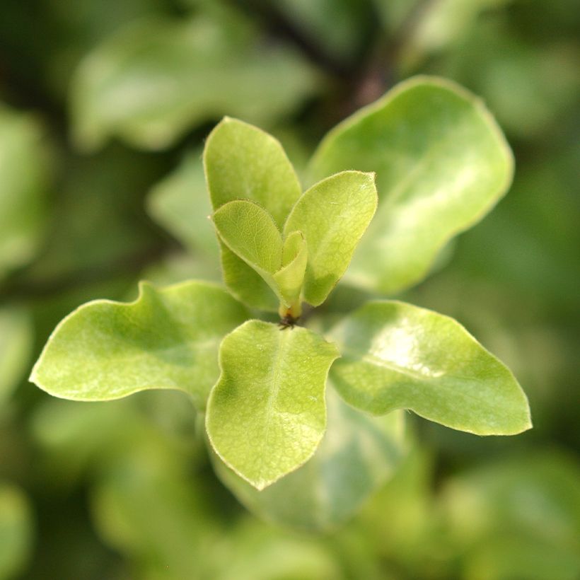 Pittosporum tenuifolium Green Elf - Kohuhu (Foliage)