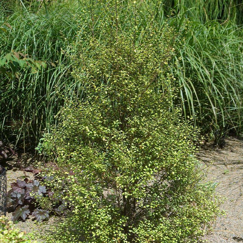 Pittosporum tenuifolium Green Elf - Kohuhu (Plant habit)