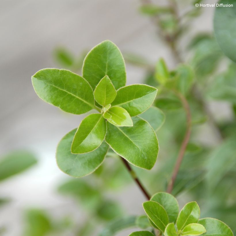 Pittosporum tenuifolium Irish Luck - Kohuhu (Foliage)