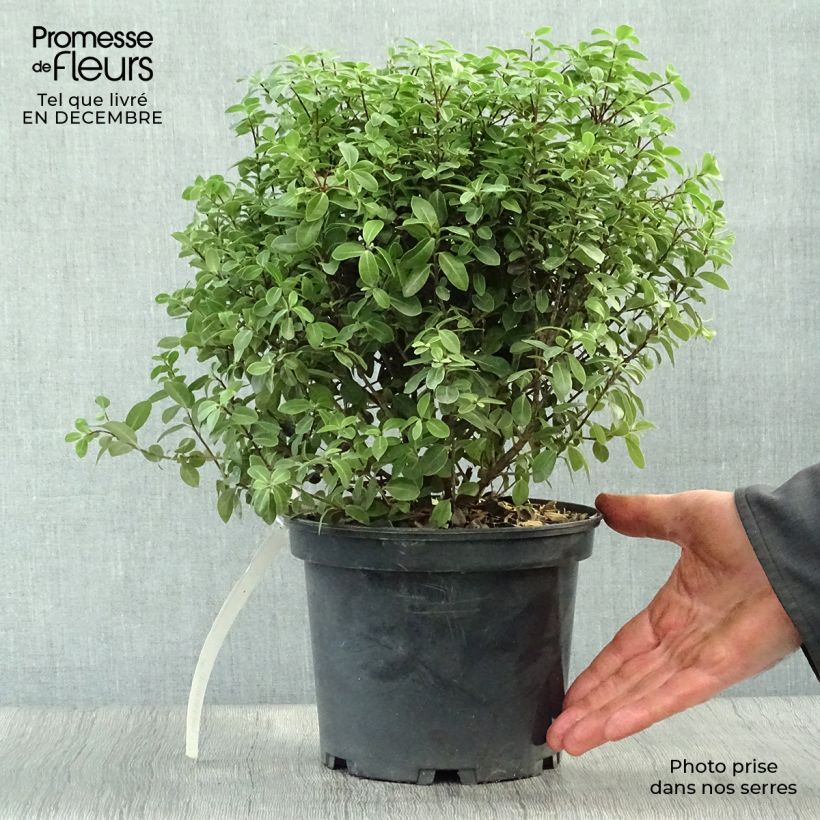 Pittosporum tenuifolium Midget Pot de 3L sample as delivered in winter