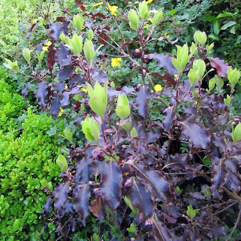 Pittosporum tenuifolium Purpureum - Kohuhu (Foliage)