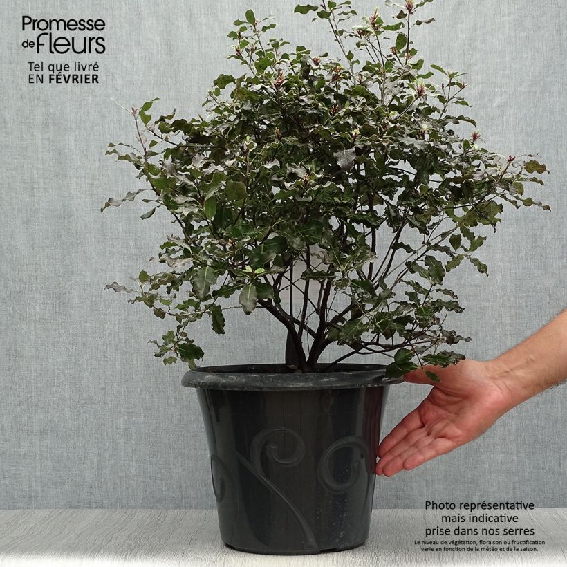 Pittosporum tenuifolium Purpureum - Pittosporum à petites feuilles Pot de 7,5L/10L sample as delivered in autumn