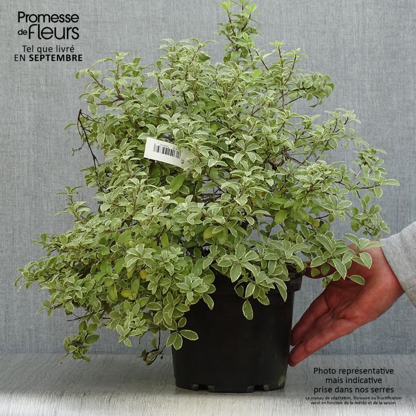 Pittosporum tenuifolium Silver Ball Pot de 2L/3L sample as delivered in autumn