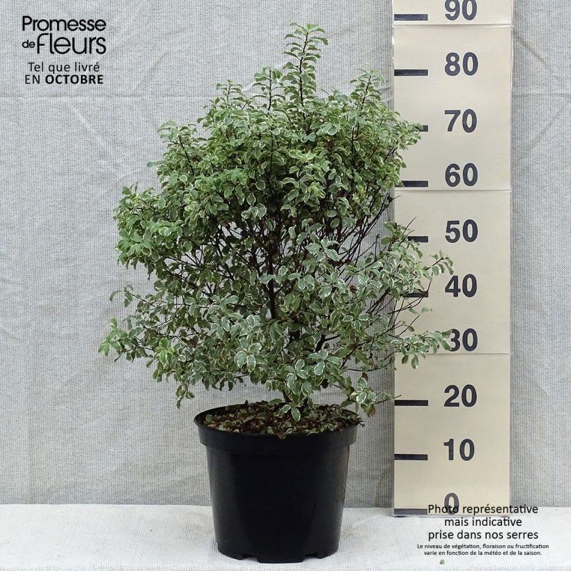 Pittosporum tenuifolium Variegatum pot de 10L sample as delivered in autumn