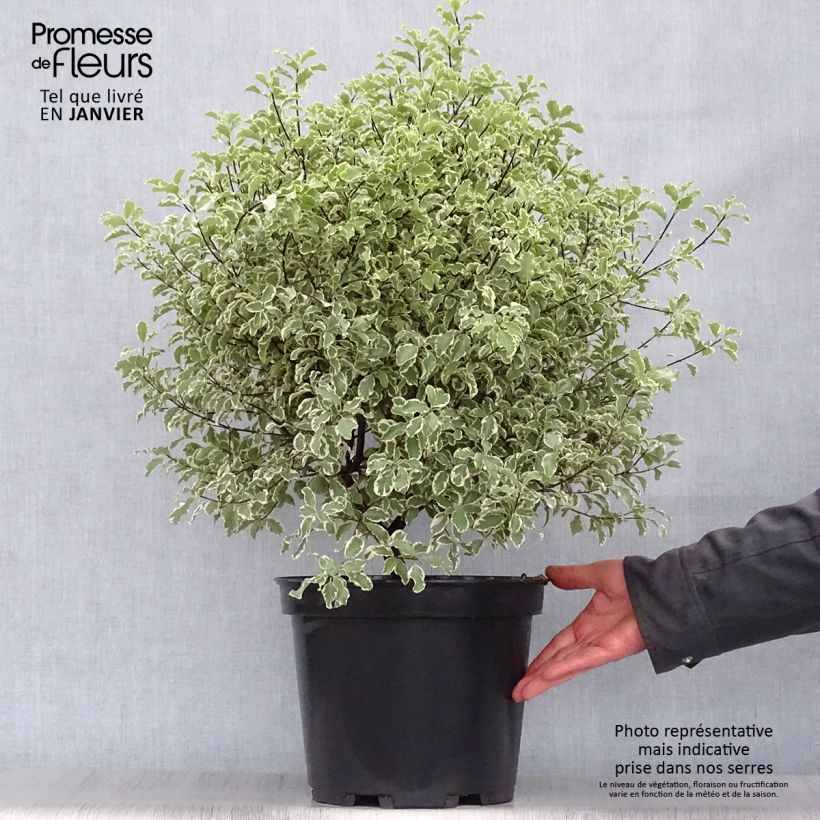 Pittosporum tenuifolium Variegatum pot de 10L sample as delivered in winter