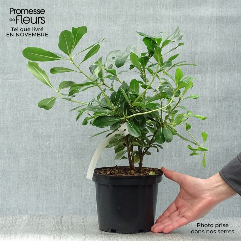 Pittosporum tobira 40/60cm en pot de 3L- Pittospore du Japon sample as delivered in autumn