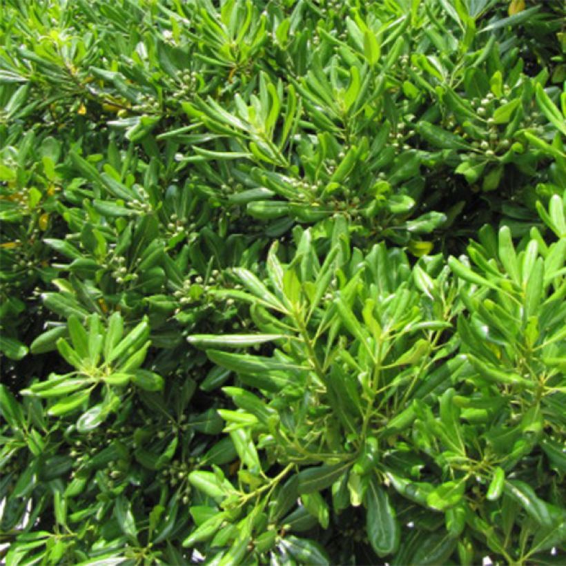 Pittosporum tobira (Foliage)