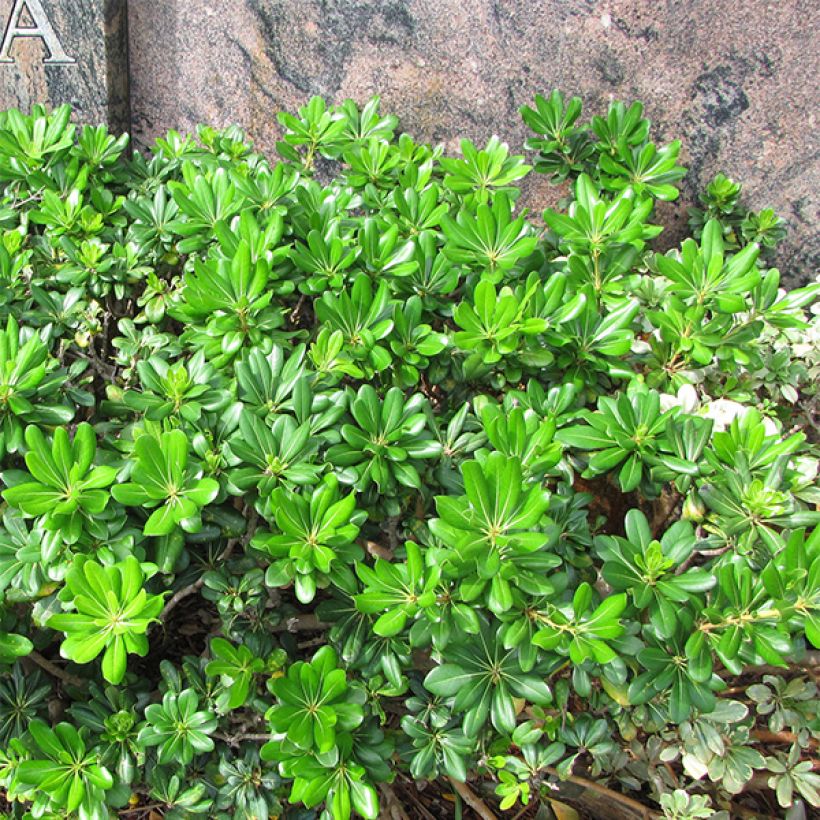 Pittosporum tobira (Plant habit)