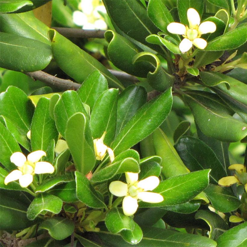Pittosporum tobira Nanum - Japanese Pittosporum (Flowering)