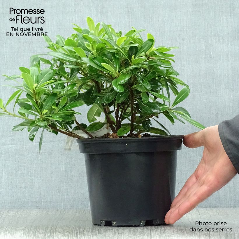 Pittosporum tobira Nanum pot de 3L sample as delivered in autumn